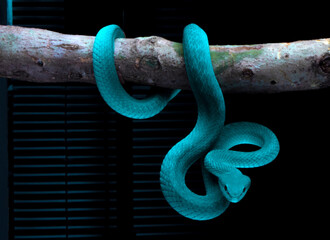 Blue insularis viper snake on branch with black background
