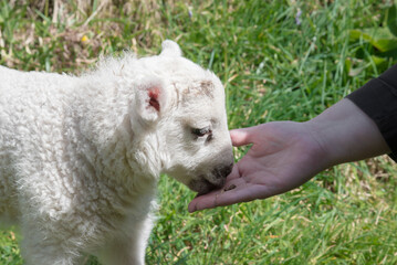 Hand feeding a young white lamb in a green grassy field, in rural Ireland.