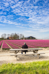 Man sitting on a bench looking at the tulips in Noordoostpolder