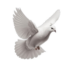 White dove isolated on transparent background. White pigeon transparent realistic isolated vector illustration. Flying dove