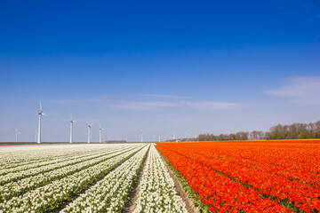 Fototapeta na wymiar Field of orange and white tulips in Noordoostpolder