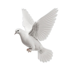White dove isolated on transparent background. White pigeon transparent realistic isolated vector illustration. Flying dove
