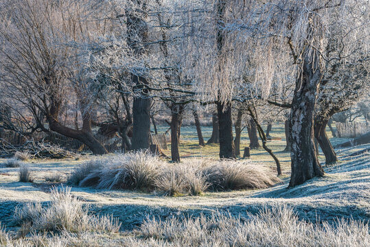 Stunning Winter sunrise landscape image at dawn with hoarfrost on the plants and trees with golden hour sunrise light