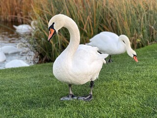 Beautiful white swan near pond.