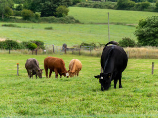 A cows on a pasture on a summer day. Livestock on free grazing. Livestock farm. Agricultural landscape, cow on green grass field.