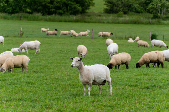 Cute sheep on a farmer's field. Sheep on free grazing. Livestock farm, ecological production. Herd of sheep on green grass field