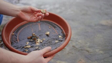 biggest gold nuggets in the pan close up,Finding gold