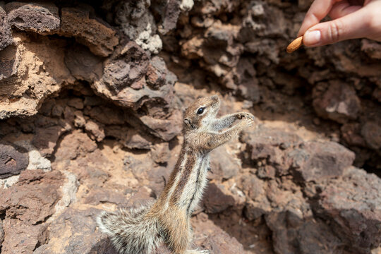 Squirrel trying to reach an almond held in a human's hand