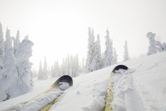 View past ski tips to fresh snow clad trees