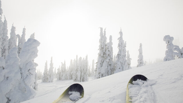 View past ski tips to fresh snow clad trees