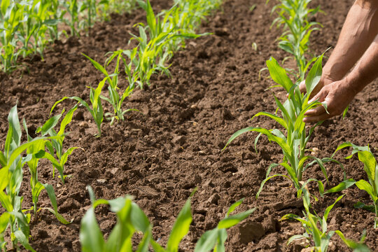 Detail of hands planting rows of sprouting corn