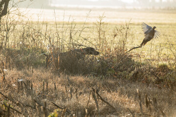 German short-haired pointer hunting for Grouse