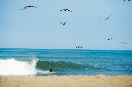 Morning surf with the birds