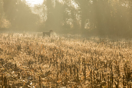 German short-haired pointer in field