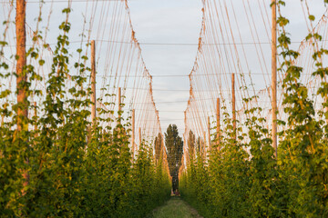 Rows of hop plants on a farm in Grandview, Washington.