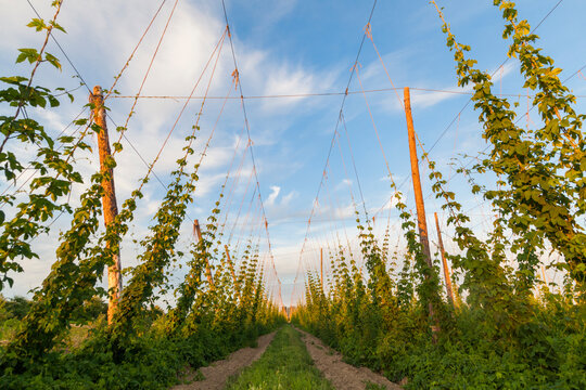 Hop plants growing in rows on a farm in Grandview, Washington.