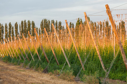 Hop plants growing in rows on a farm in Grandview, Washington.