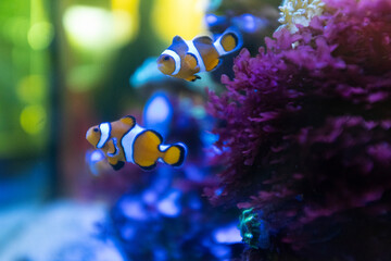 couple of cute orange clownfish swimming on anemone underwater - obrazy, fototapety, plakaty