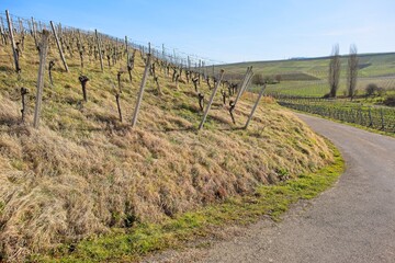 Fototapeta na wymiar landscape at the vineyard in auggen in southern germany. 