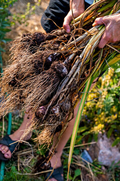 Low section of gardener holding bunch of freshly harvested garlic, Halifax, Nova&Acirc;&nbsp;Scotia, Canada
