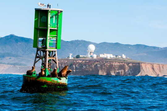 Seals hanging out at the buoy on Half Moon Bay