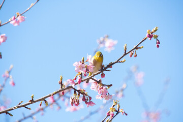 保土谷公園の河津桜