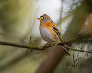Fototapeta premium brambling on a branch