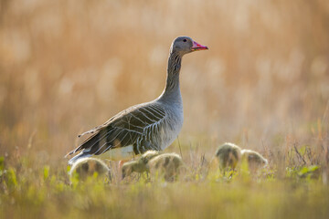 goose with kids