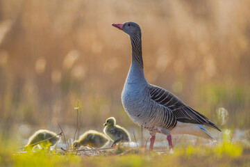 goose with kids