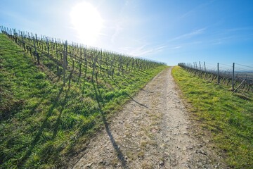 Obraz premium landscape at the vineyard in auggen in southern germany. 