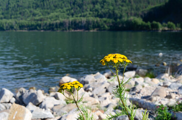 Obraz na płótnie Canvas Yellow wildflowers against the background of the lake. Tansy.