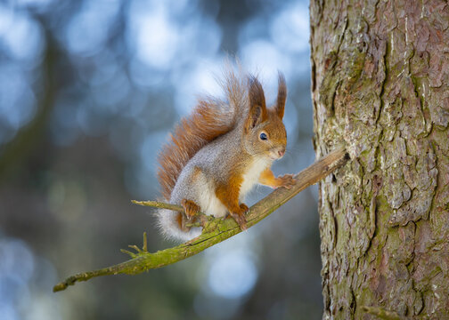 squirrel on a tree © Jonas