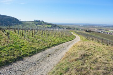 Fototapeta na wymiar landscape at the vineyard in auggen in southern germany. 