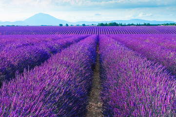 Naklejka na ściany i meble Blooming lavender fields and the blue sky in Provence, France.