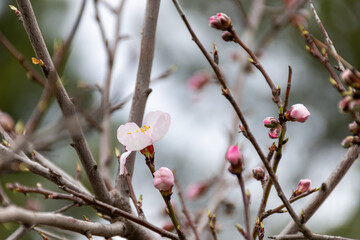Close-up beautiful almond blossoms in spring.