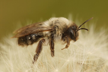 Closeup on a female grey-backed mining bee, Andrena vaga