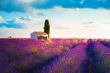 Blooming lavender fields at sunrise in Provence, France.