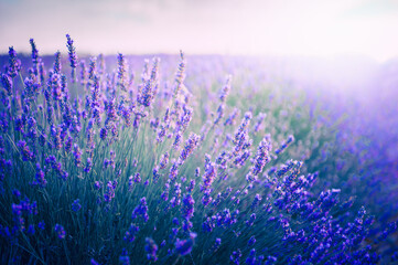 Fototapeta na wymiar Blooming lavender flowers at sunset in Provence, France
