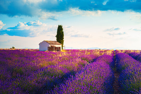 Blooming lavender fields at sunrise in Provence, France. © smallredgirl