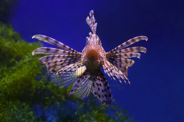 Lionfish (dendrochirus zebra), fish in an aquarium, blurred background