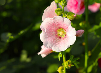 Obraz premium pink and white flower