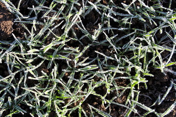 Green grass in the morning under a layer of frost.