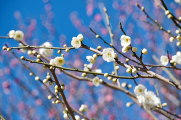 保土谷公園の梅