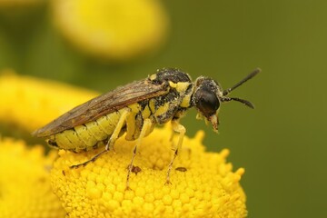 Closeup on a colorful yellow sawfly,Tenthredo notha sitting on a yellow , Tansy flower