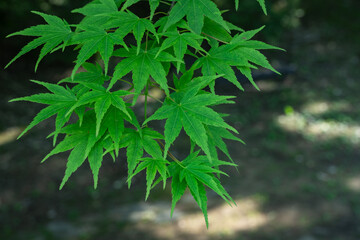 新緑と木漏れ日