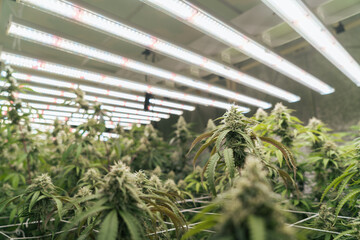 Cannabis farm indoor. The flowering Marijuana of mature at lab farming indoor. LED lighting in...