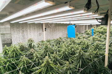 Cannabis planting herb to making drug from cannabis hemp at lab farming indoor. Cannabis farm...