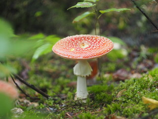 Adult red fly agaric among green moss