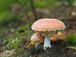 Two red toadstools among green moss