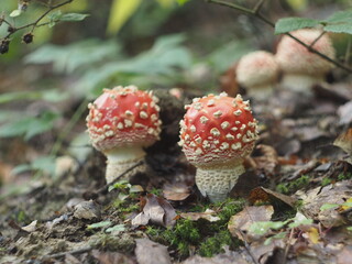 Two young red amanita muscaria